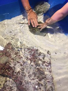 Children touching horseshoe crab